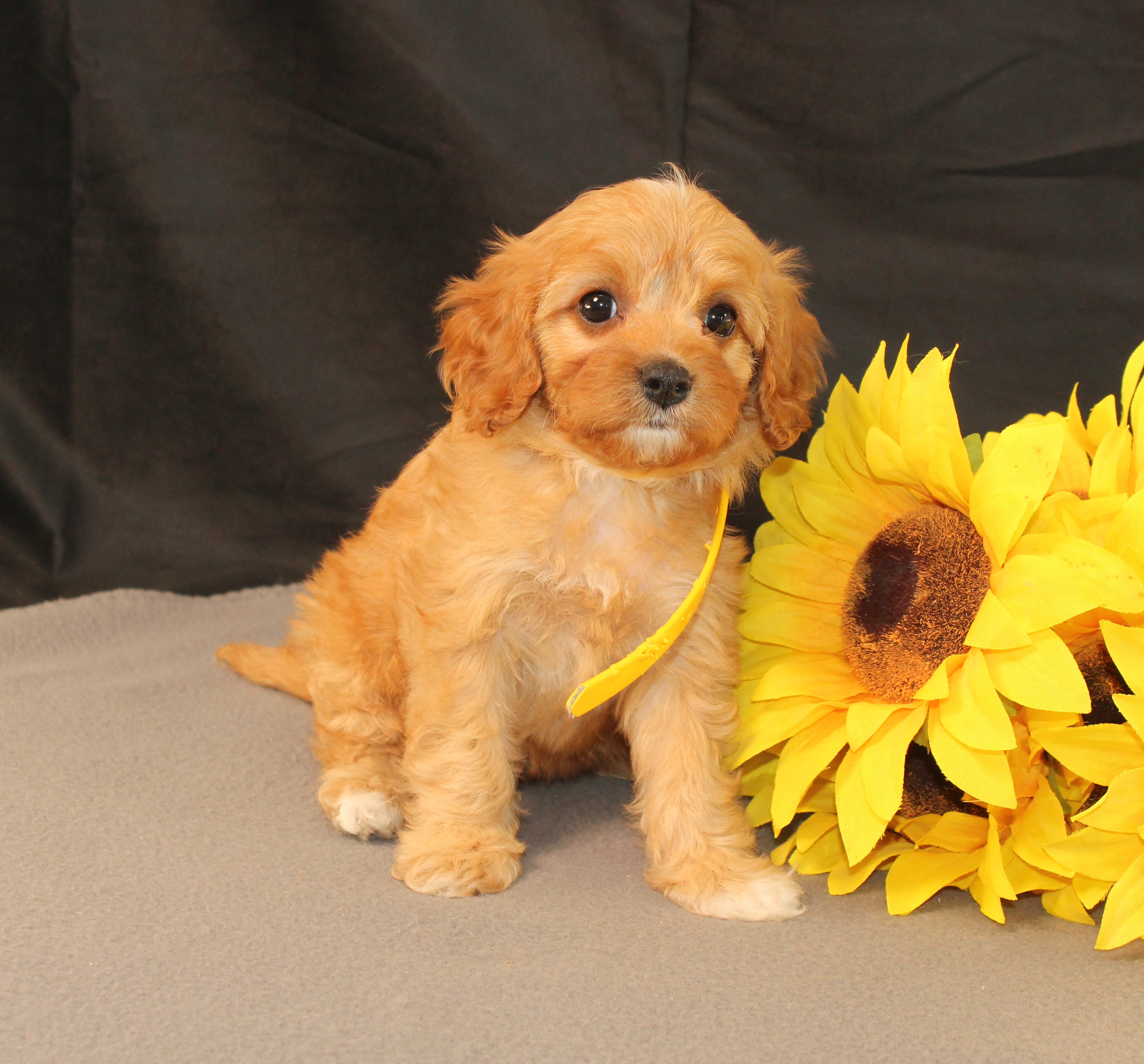 puppy, for, sale, Cavapoo, Ivan J. Stoltzfus, dog, breeder, Dornsife, PA, dog-breeder, puppy-for-sale, forsale, nearby, find, puppyfind, locator, puppylocator, aca