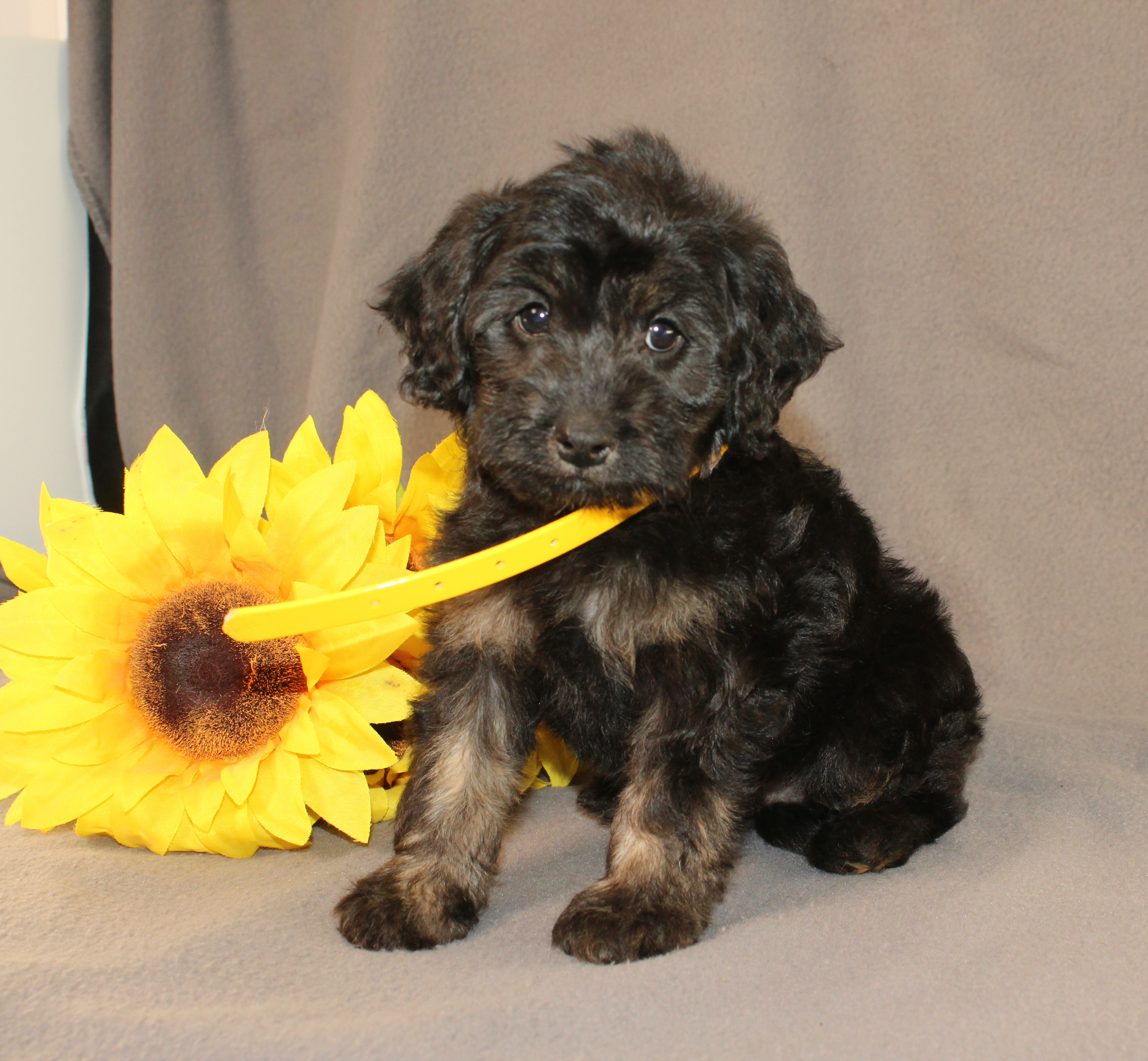 puppy, for, sale, Mini Cavagoldendoodle, Ivan J. Stoltzfus, dog, breeder, Dornsife, PA, dog-breeder, puppy-for-sale, forsale, nearby, find, puppyfind, locator, puppylocator, aca