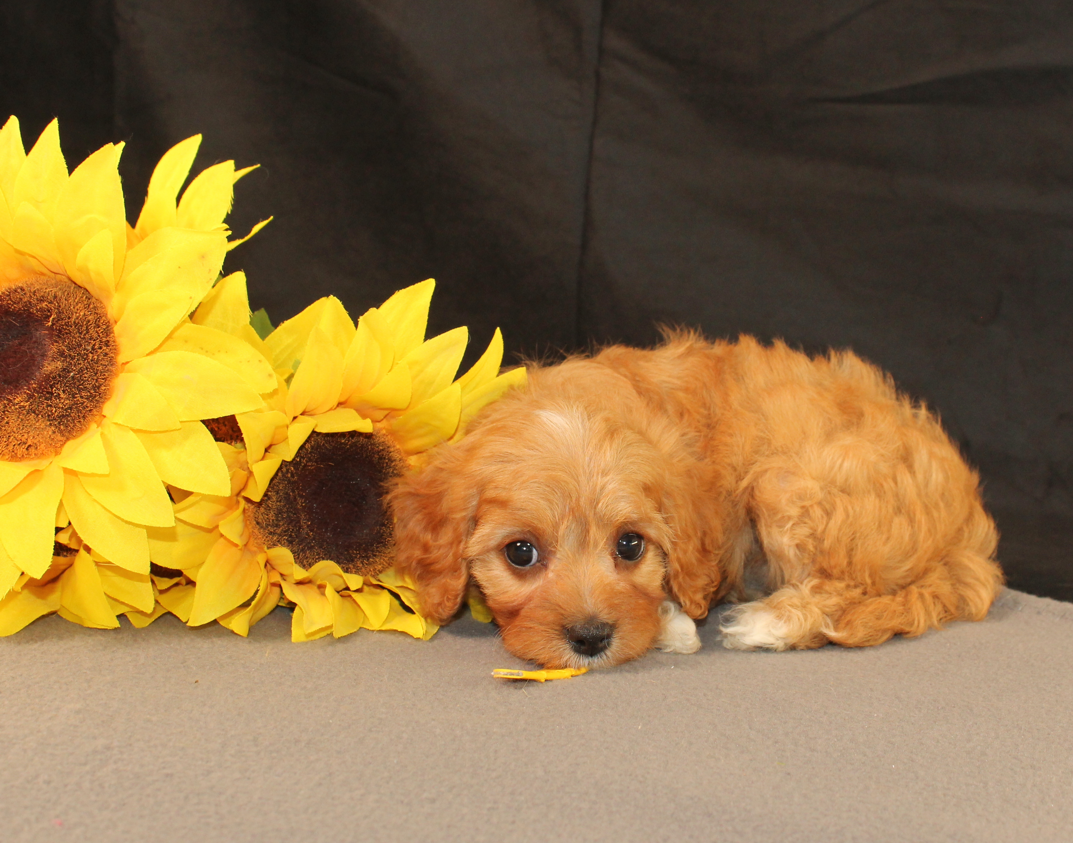 puppy, for, sale, Cavapoo, Ivan J. Stoltzfus, dog, breeder, Dornsife, PA, dog-breeder, puppy-for-sale, forsale, nearby, find, puppyfind, locator, puppylocator, aca