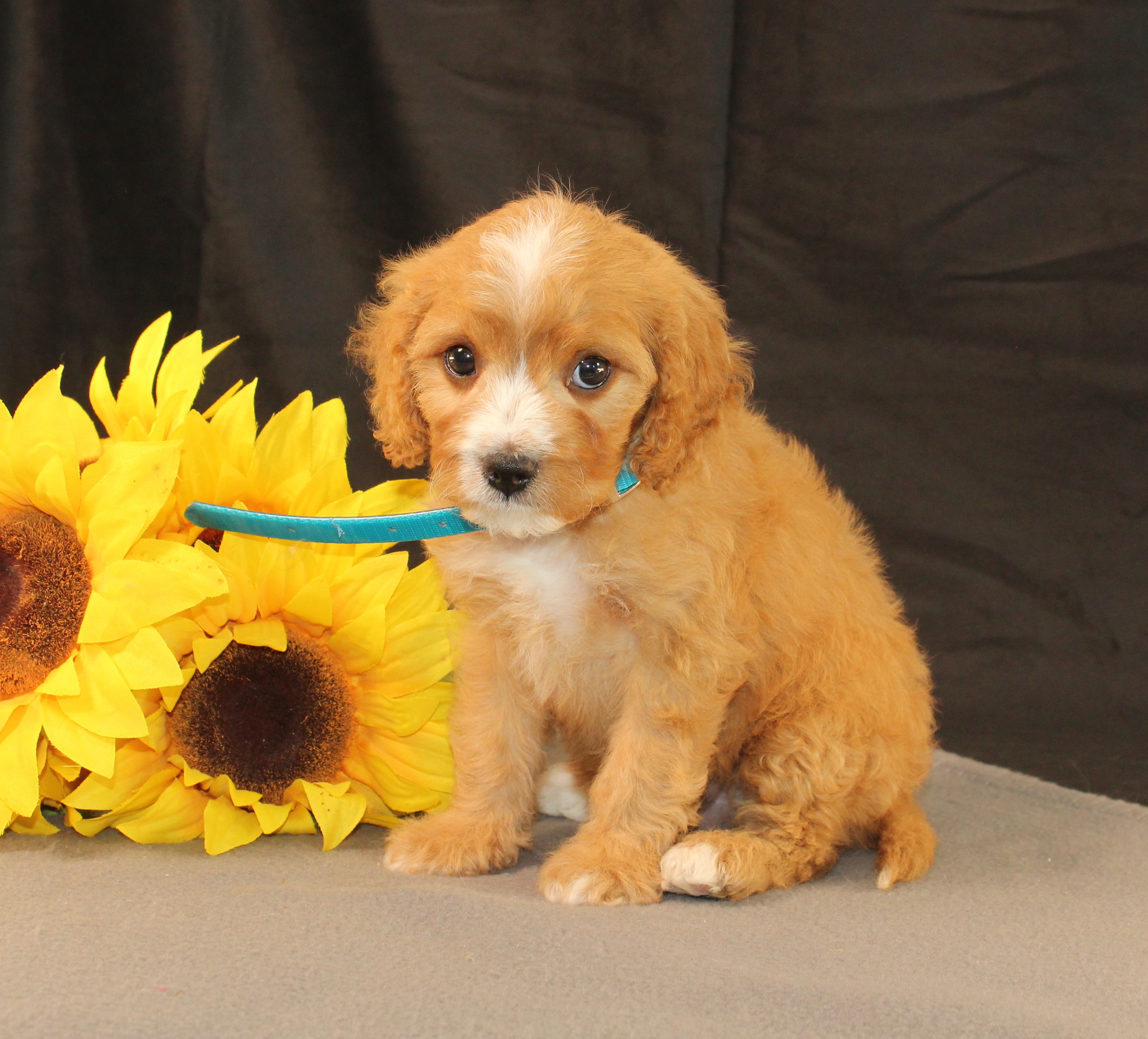 puppy, for, sale, Mini Goldencavadoodles, Ivan J. Stoltzfus, dog, breeder, Dornsife, PA, dog-breeder, puppy-for-sale, forsale, nearby, find, puppyfind, locator, puppylocator, aca