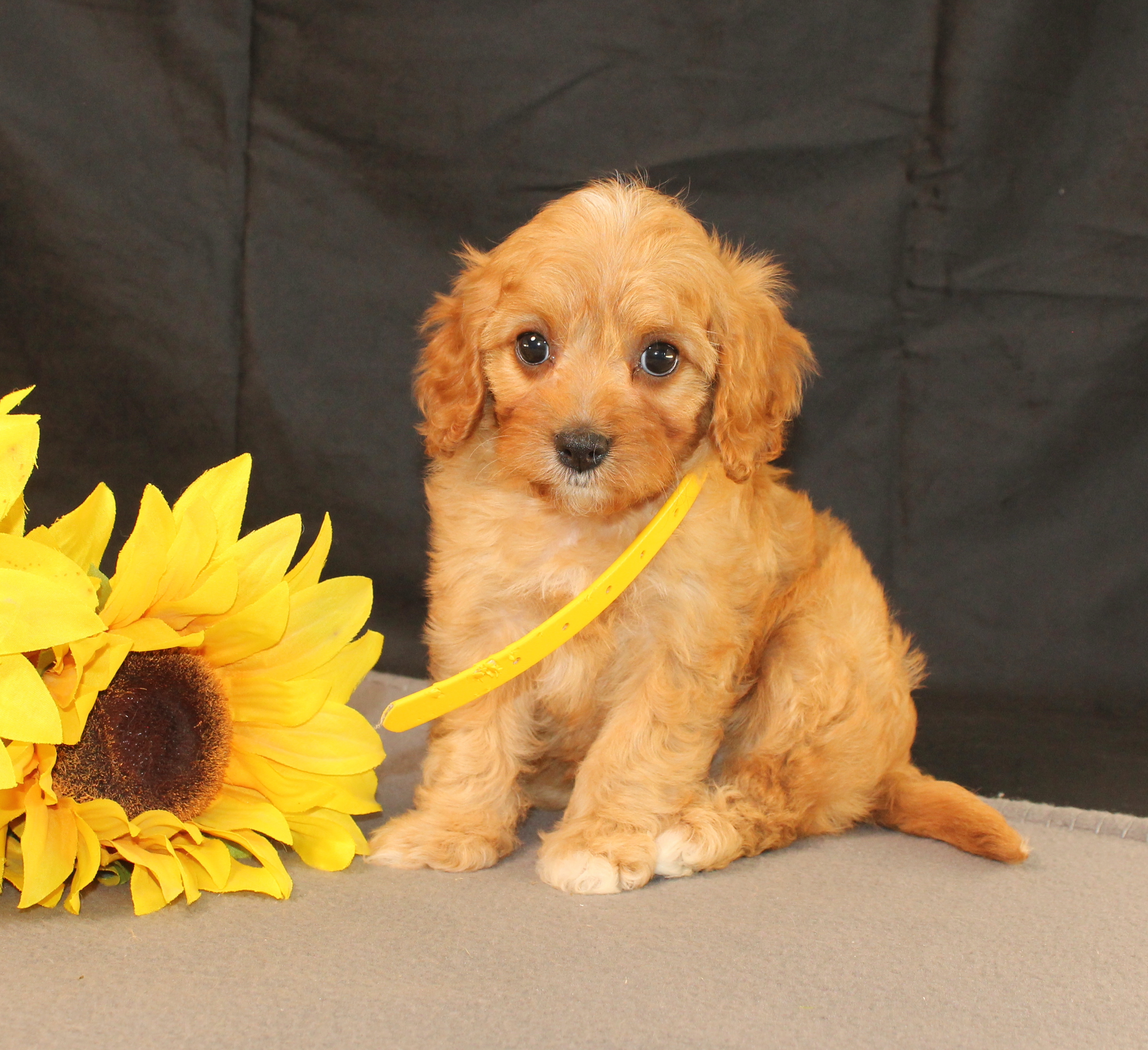 puppy, for, sale, Cavapoo, Ivan J. Stoltzfus, dog, breeder, Dornsife, PA, dog-breeder, puppy-for-sale, forsale, nearby, find, puppyfind, locator, puppylocator, aca