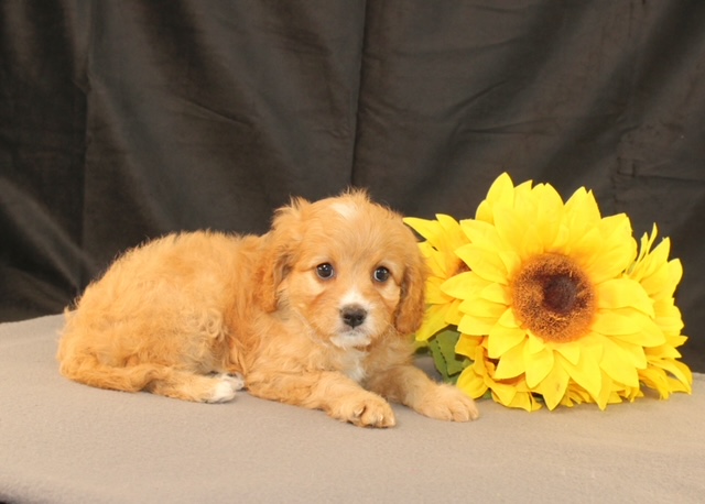 puppy, for, sale, Cavapoo, Ivan J. Stoltzfus, dog, breeder, Dornsife, PA, dog-breeder, puppy-for-sale, forsale, nearby, find, puppyfind, locator, puppylocator, aca