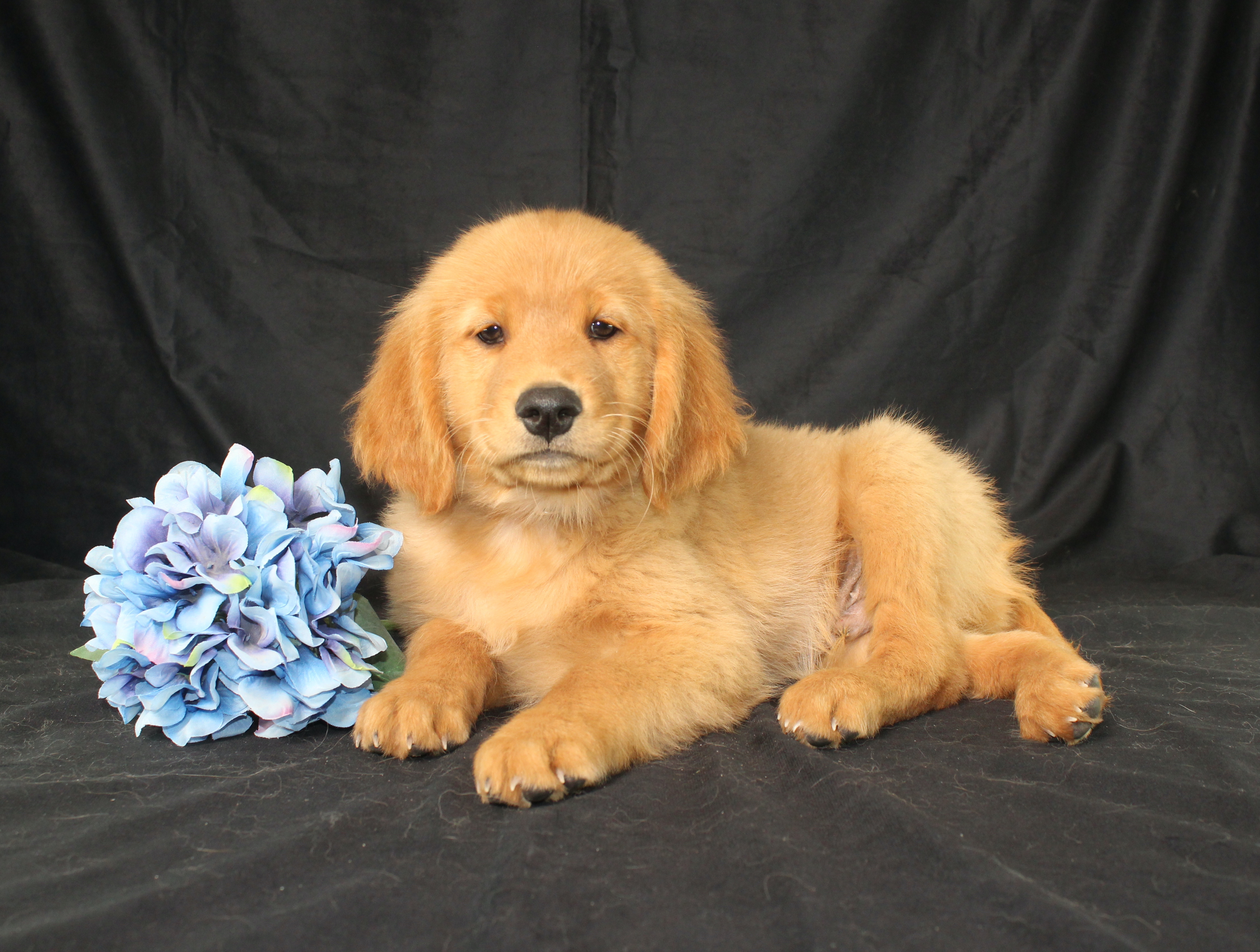 puppy, for, sale, Miniature Golden Retriever, Ivan J. Stoltzfus, dog, breeder, Dornsife, PA, dog-breeder, puppy-for-sale, forsale, nearby, find, puppyfind, locator, puppylocator, aca