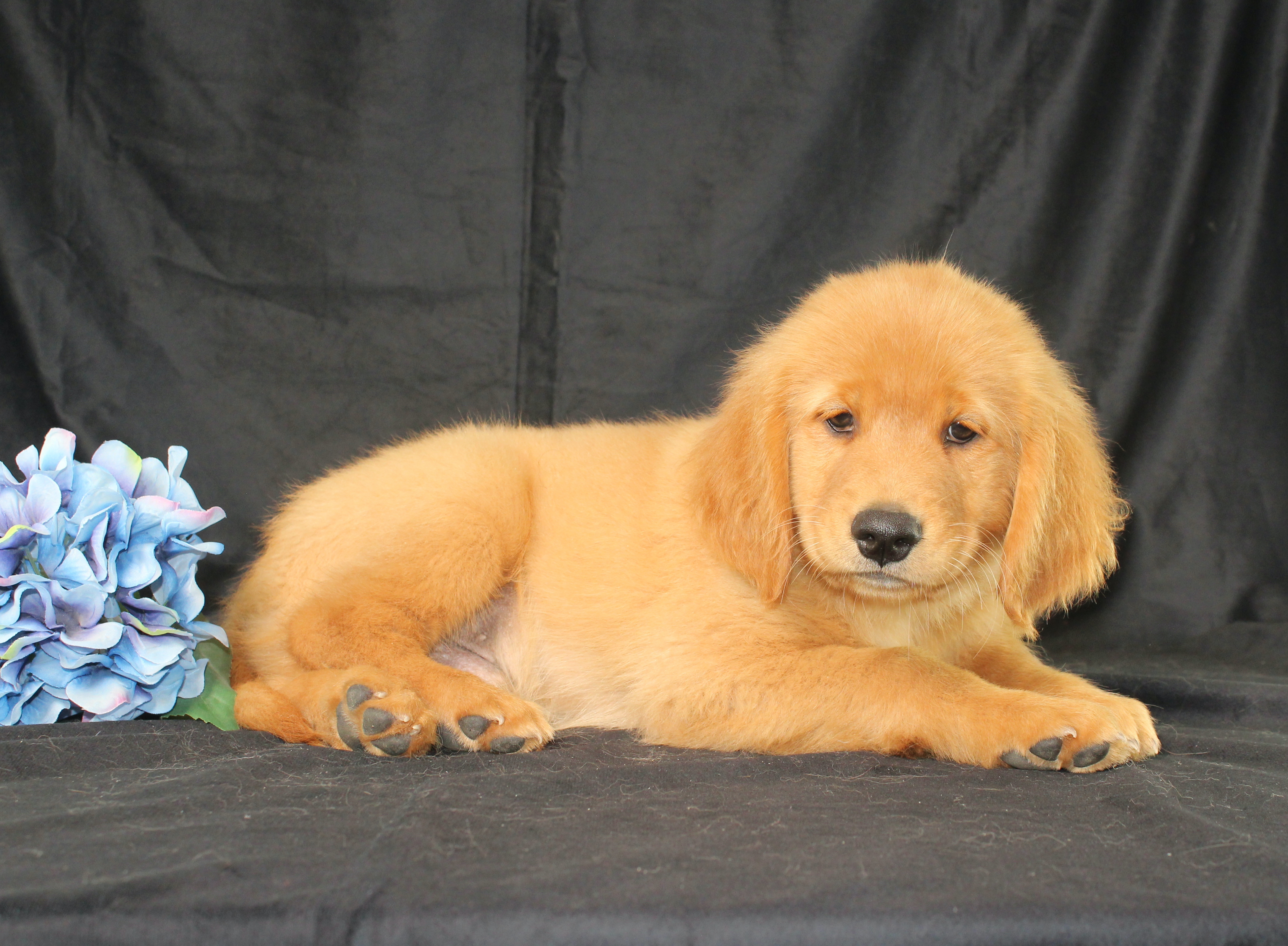 puppy, for, sale, Miniature Golden Retriever, Ivan J. Stoltzfus, dog, breeder, Dornsife, PA, dog-breeder, puppy-for-sale, forsale, nearby, find, puppyfind, locator, puppylocator, aca