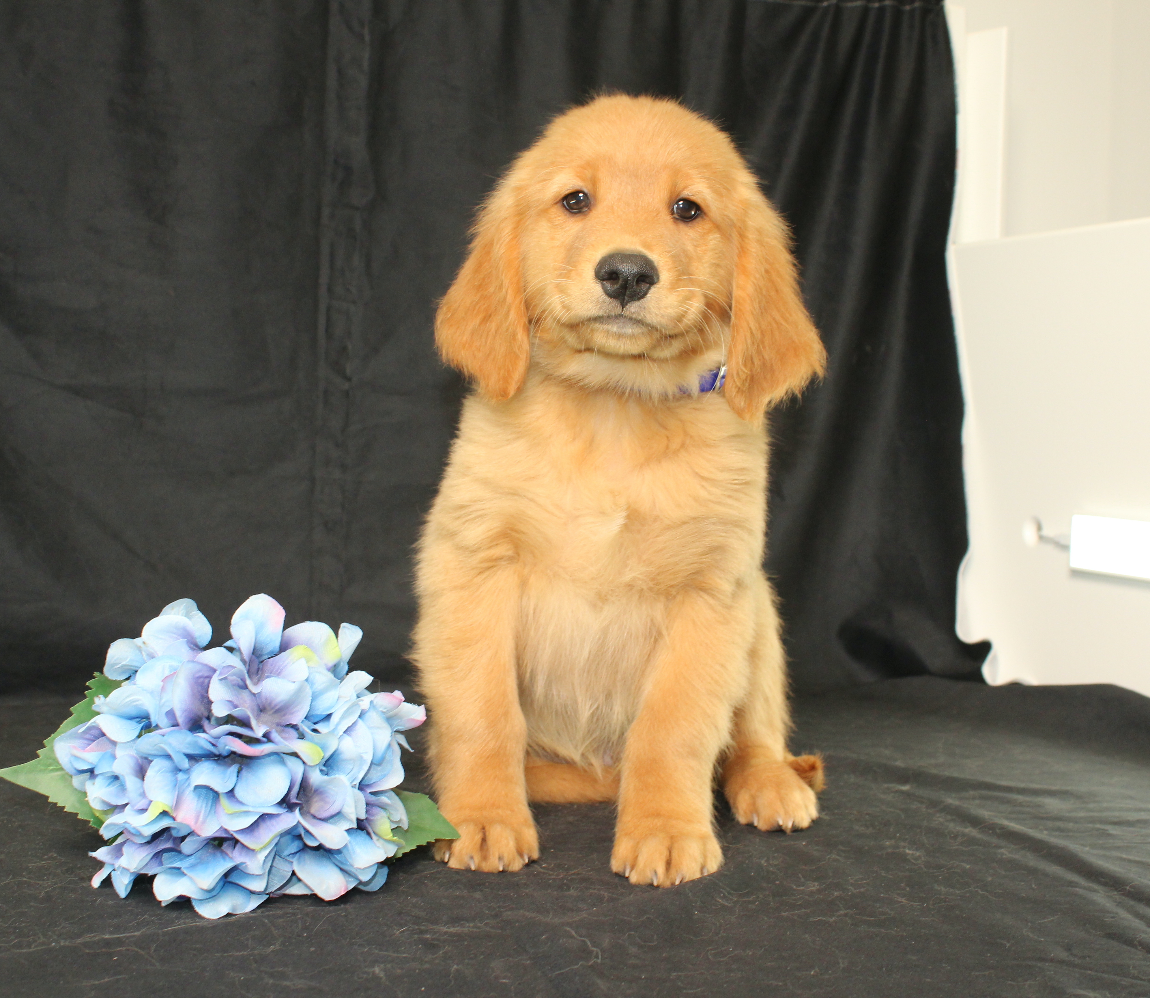 puppy, for, sale, Miniature Golden Retriever, Ivan J. Stoltzfus, dog, breeder, Dornsife, PA, dog-breeder, puppy-for-sale, forsale, nearby, find, puppyfind, locator, puppylocator, aca