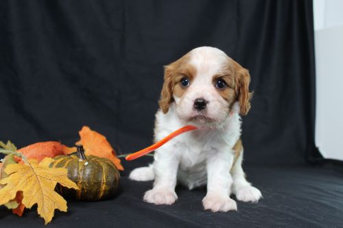 puppy, for, sale, Cavalier King Charles Spaniel, Ivan J. Stoltzfus, dog, breeder, Dornsife, PA, dog-breeder, puppy-for-sale, forsale, nearby, find, puppyfind, locator, puppylocator, aca