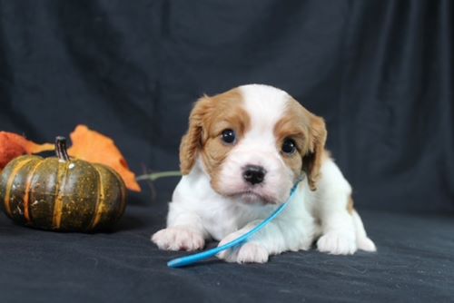 puppy, for, sale, Cavalier King Charles Spaniel, Ivan J. Stoltzfus, dog, breeder, Dornsife, PA, dog-breeder, puppy-for-sale, forsale, nearby, find, puppyfind, locator, puppylocator, aca