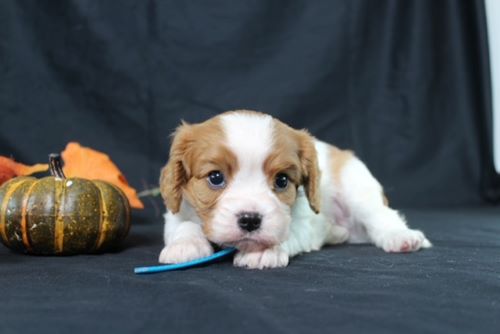 puppy, for, sale, Cavalier King Charles Spaniel, Ivan J. Stoltzfus, dog, breeder, Dornsife, PA, dog-breeder, puppy-for-sale, forsale, nearby, find, puppyfind, locator, puppylocator, aca