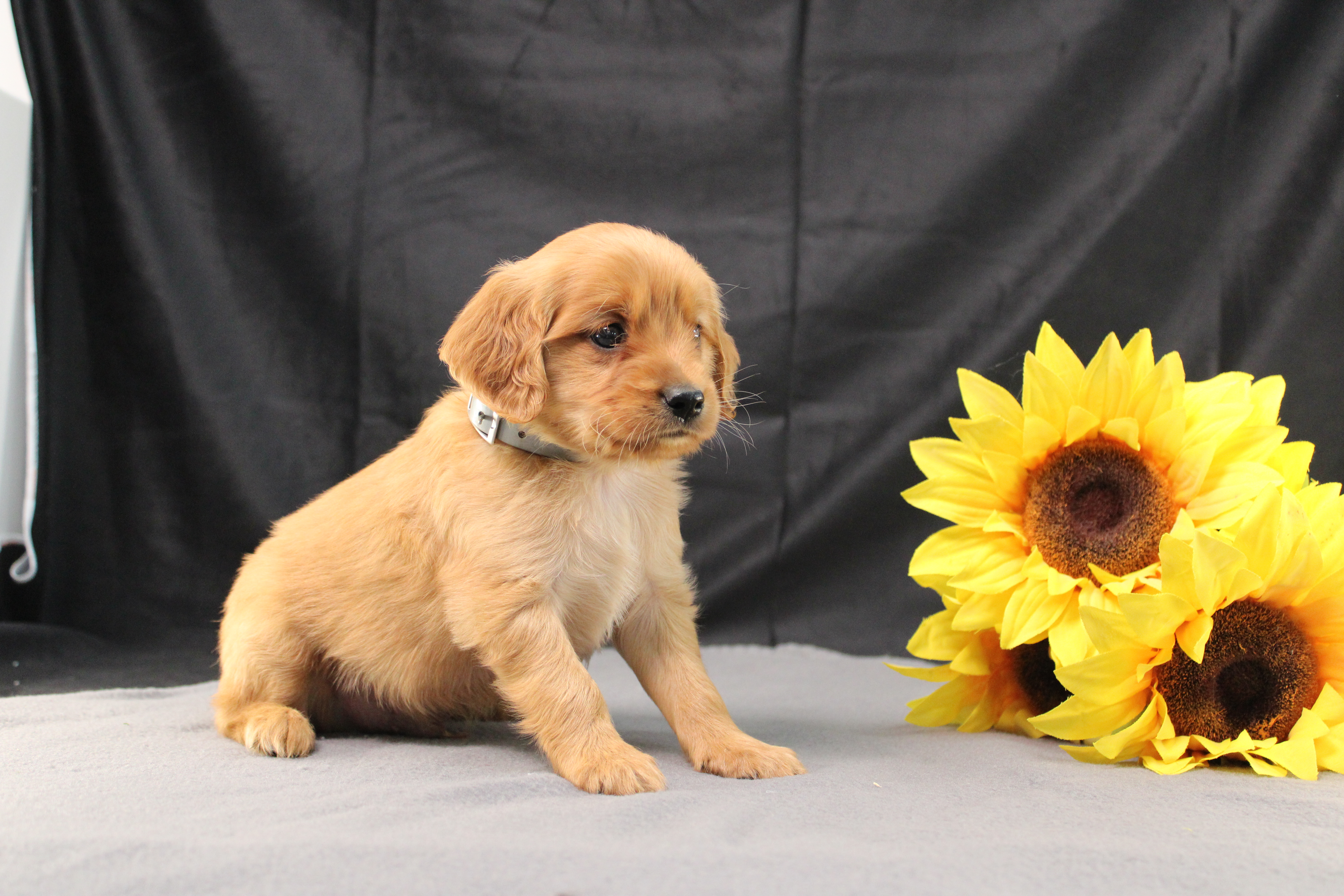 puppy, for, sale, Miniature Golden Retriever, Ivan J. Stoltzfus, dog, breeder, Dornsife, PA, dog-breeder, puppy-for-sale, forsale, nearby, find, puppyfind, locator, puppylocator, aca