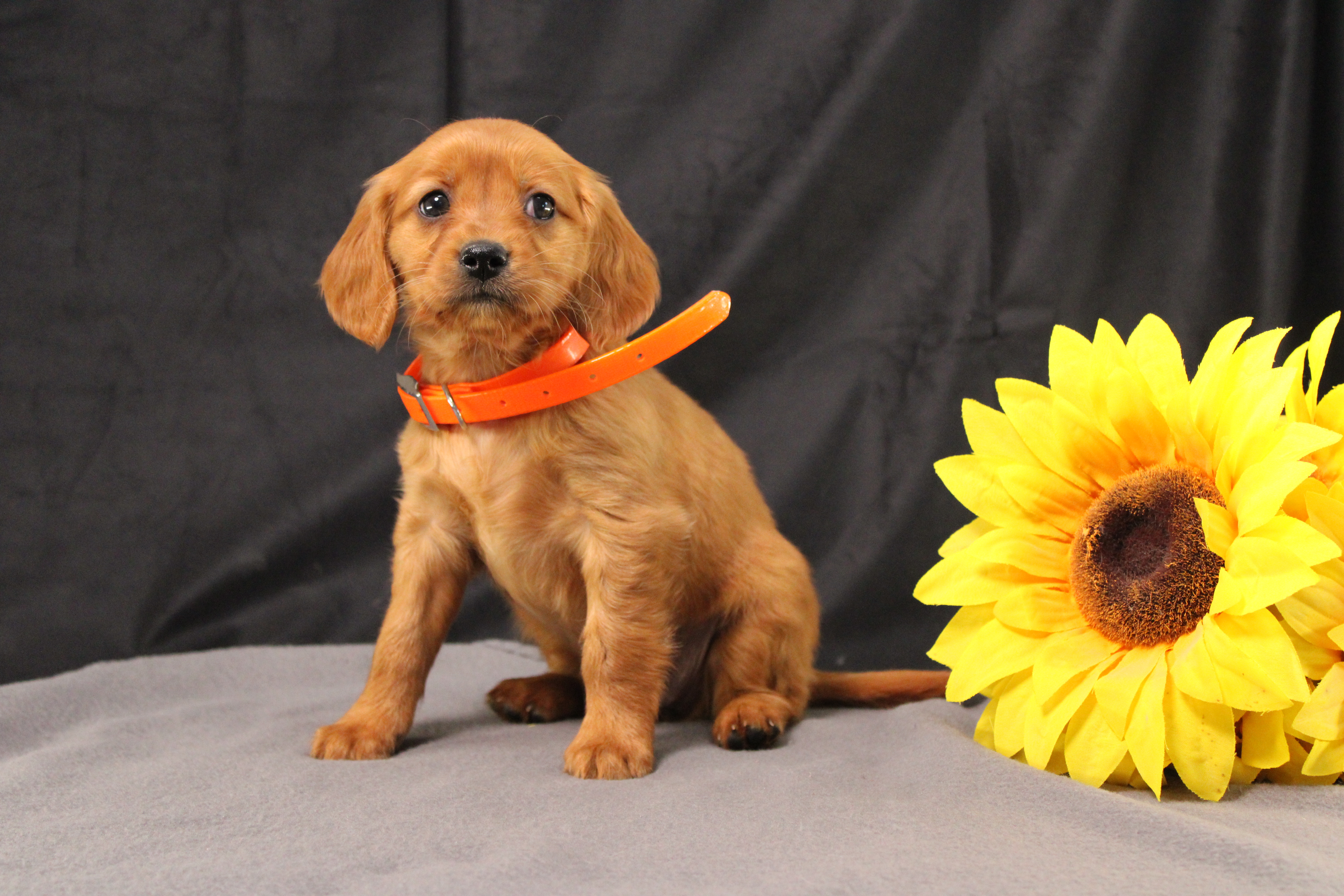 puppy, for, sale, Miniature Golden Retriever, Ivan J. Stoltzfus, dog, breeder, Dornsife, PA, dog-breeder, puppy-for-sale, forsale, nearby, find, puppyfind, locator, puppylocator, aca