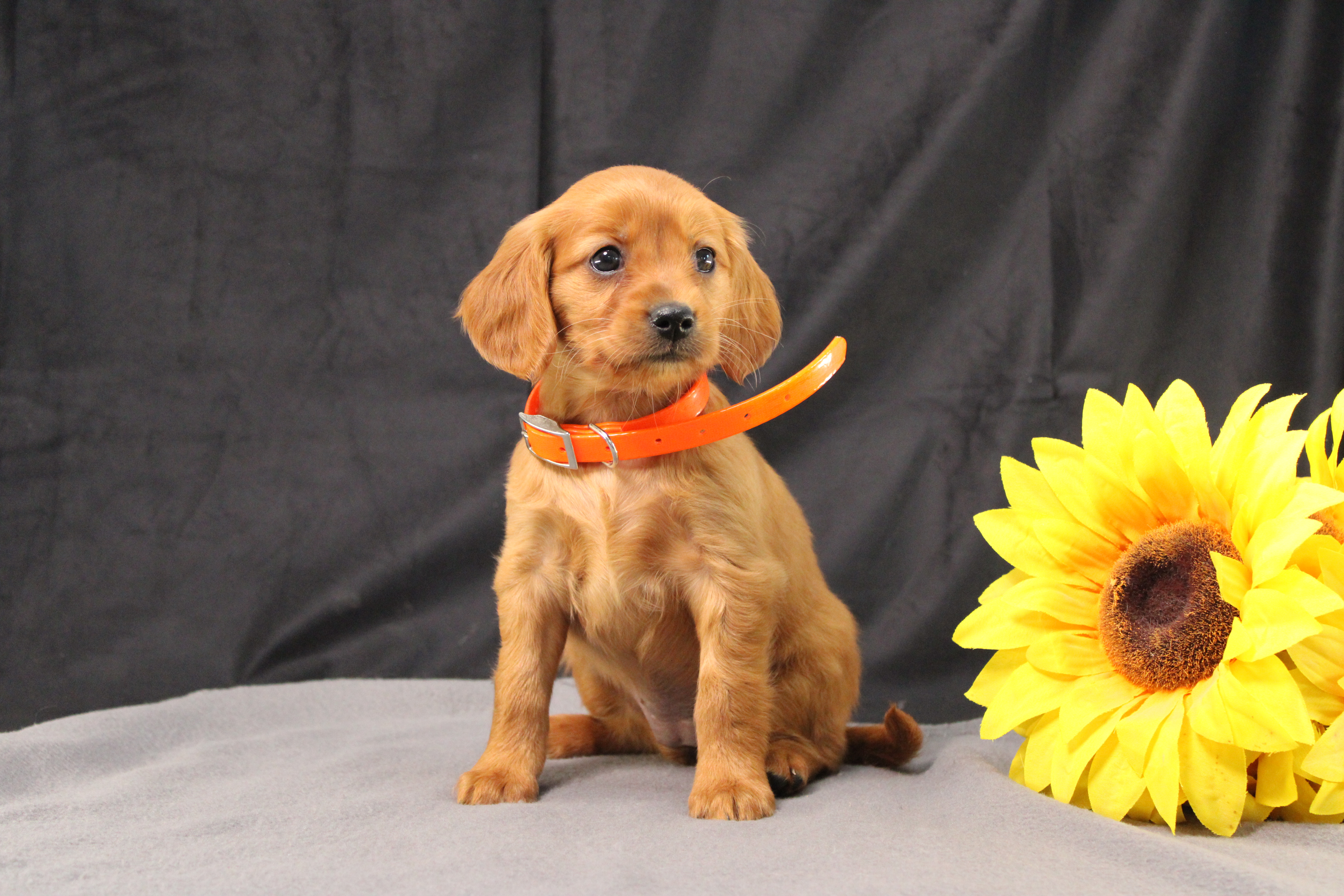 puppy, for, sale, Miniature Golden Retriever, Ivan J. Stoltzfus, dog, breeder, Dornsife, PA, dog-breeder, puppy-for-sale, forsale, nearby, find, puppyfind, locator, puppylocator, aca