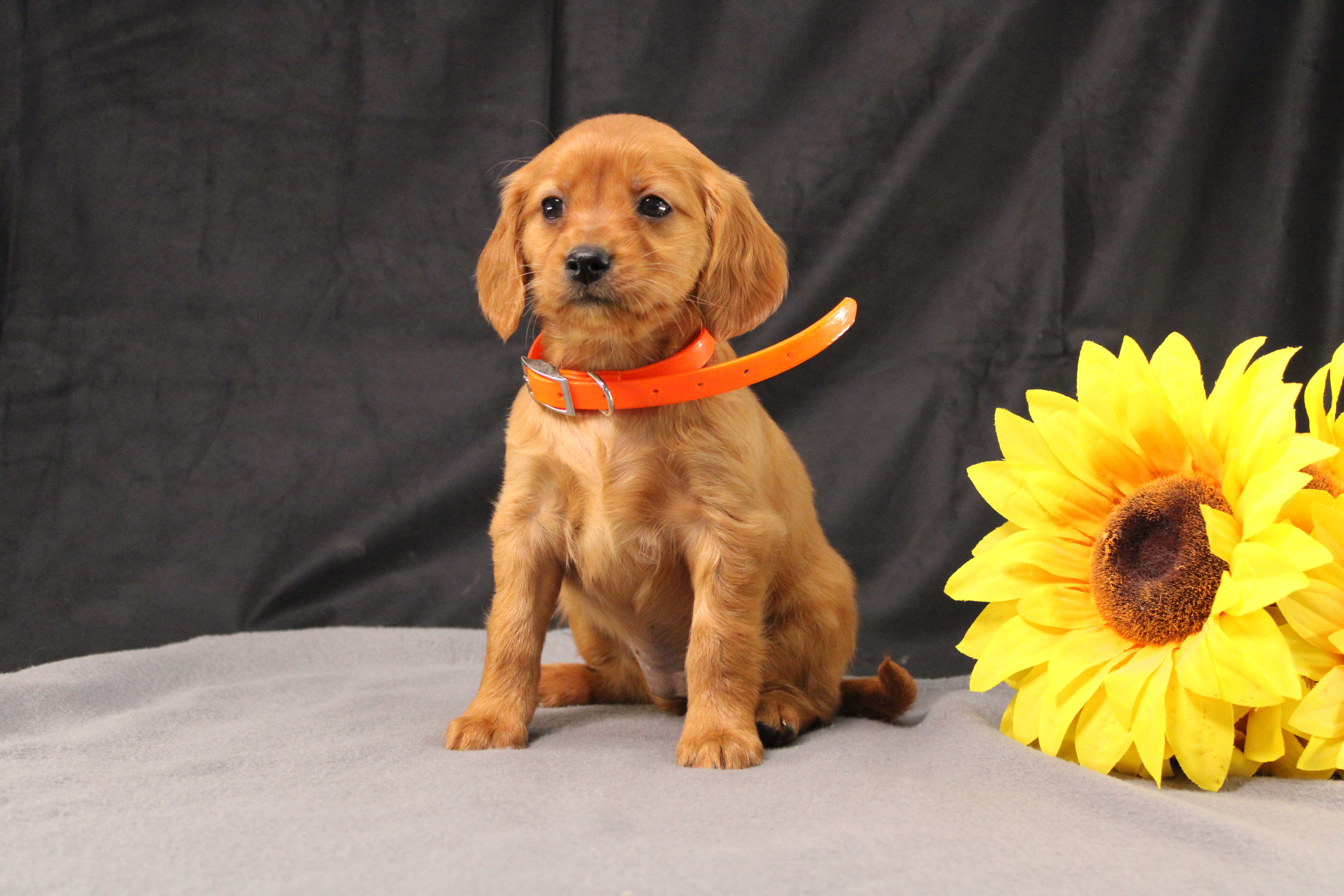 puppy, for, sale, Miniature Golden Retriever, Ivan J. Stoltzfus, dog, breeder, Dornsife, PA, dog-breeder, puppy-for-sale, forsale, nearby, find, puppyfind, locator, puppylocator, aca