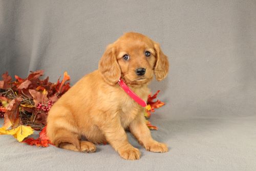 puppy, for, sale, Miniature Golden Retriever, Ivan J. Stoltzfus, dog, breeder, Dornsife, PA, dog-breeder, puppy-for-sale, forsale, nearby, find, puppyfind, locator, puppylocator, aca