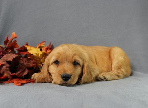 puppy, for, sale, Miniature Golden Retriever, Ivan J. Stoltzfus, dog, breeder, Dornsife, PA, dog-breeder, puppy-for-sale, forsale, nearby, find, puppyfind, locator, puppylocator, aca