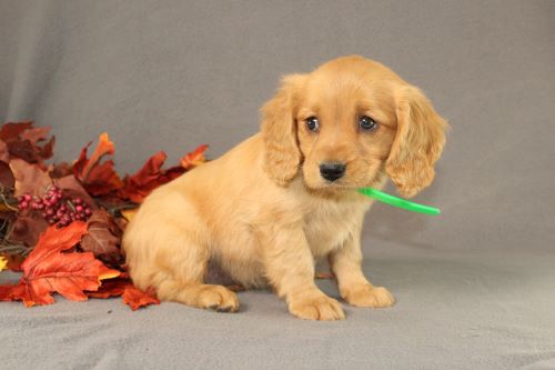 puppy, for, sale, Miniature Golden Retriever, Ivan J. Stoltzfus, dog, breeder, Dornsife, PA, dog-breeder, puppy-for-sale, forsale, nearby, find, puppyfind, locator, puppylocator, aca