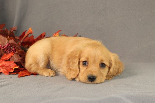 puppy, for, sale, Miniature Golden Retriever, Ivan J. Stoltzfus, dog, breeder, Dornsife, PA, dog-breeder, puppy-for-sale, forsale, nearby, find, puppyfind, locator, puppylocator, aca