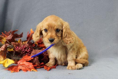 puppy, for, sale, Miniature Golden Retriever, Ivan J. Stoltzfus, dog, breeder, Dornsife, PA, dog-breeder, puppy-for-sale, forsale, nearby, find, puppyfind, locator, puppylocator, aca