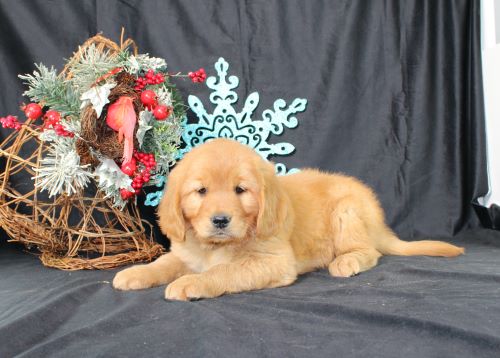 puppy, for, sale, Miniature Golden Retriever, Ivan J. Stoltzfus, dog, breeder, Dornsife, PA, dog-breeder, puppy-for-sale, forsale, nearby, find, puppyfind, locator, puppylocator, aca