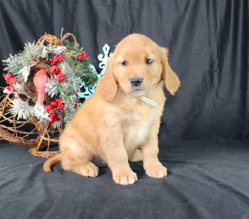 puppy, for, sale, Miniature Golden Retriever, Ivan J. Stoltzfus, dog, breeder, Dornsife, PA, dog-breeder, puppy-for-sale, forsale, nearby, find, puppyfind, locator, puppylocator, aca