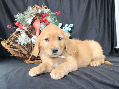 puppy, for, sale, Miniature Golden Retriever, Ivan J. Stoltzfus, dog, breeder, Dornsife, PA, dog-breeder, puppy-for-sale, forsale, nearby, find, puppyfind, locator, puppylocator, aca