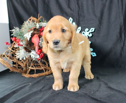 puppy, for, sale, Miniature Golden Retriever, Ivan J. Stoltzfus, dog, breeder, Dornsife, PA, dog-breeder, puppy-for-sale, forsale, nearby, find, puppyfind, locator, puppylocator, aca