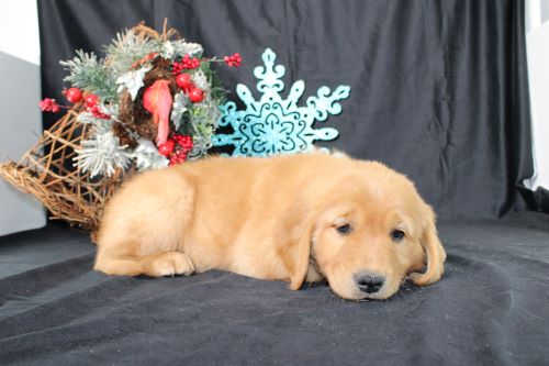 puppy, for, sale, Miniature Golden Retriever, Ivan J. Stoltzfus, dog, breeder, Dornsife, PA, dog-breeder, puppy-for-sale, forsale, nearby, find, puppyfind, locator, puppylocator, aca