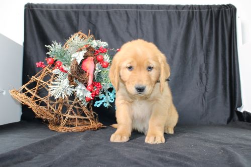 puppy, for, sale, Miniature Golden Retriever, Ivan J. Stoltzfus, dog, breeder, Dornsife, PA, dog-breeder, puppy-for-sale, forsale, nearby, find, puppyfind, locator, puppylocator, aca