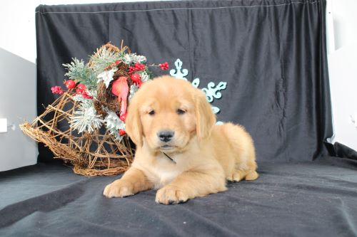 puppy, for, sale, Miniature Golden Retriever, Ivan J. Stoltzfus, dog, breeder, Dornsife, PA, dog-breeder, puppy-for-sale, forsale, nearby, find, puppyfind, locator, puppylocator, aca