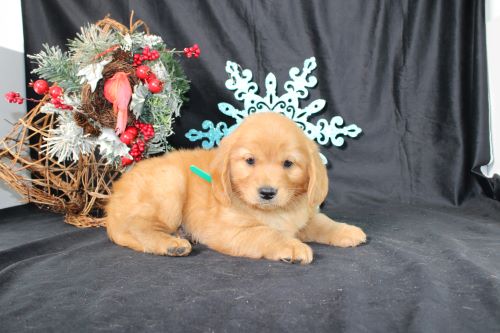 puppy, for, sale, Miniature Golden Retriever, Ivan J. Stoltzfus, dog, breeder, Dornsife, PA, dog-breeder, puppy-for-sale, forsale, nearby, find, puppyfind, locator, puppylocator, aca