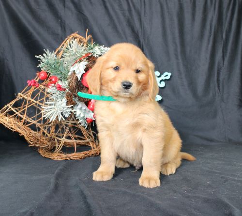 puppy, for, sale, Miniature Golden Retriever, Ivan J. Stoltzfus, dog, breeder, Dornsife, PA, dog-breeder, puppy-for-sale, forsale, nearby, find, puppyfind, locator, puppylocator, aca