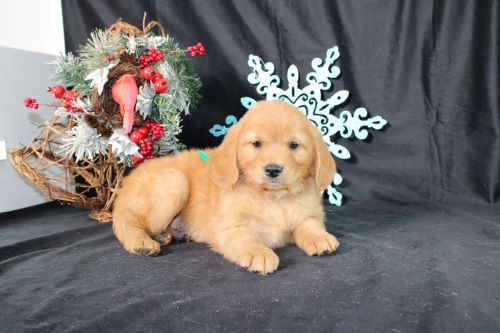 puppy, for, sale, Miniature Golden Retriever, Ivan J. Stoltzfus, dog, breeder, Dornsife, PA, dog-breeder, puppy-for-sale, forsale, nearby, find, puppyfind, locator, puppylocator, aca