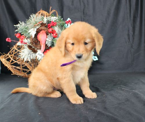 puppy, for, sale, Miniature Golden Retriever, Ivan J. Stoltzfus, dog, breeder, Dornsife, PA, dog-breeder, puppy-for-sale, forsale, nearby, find, puppyfind, locator, puppylocator, aca