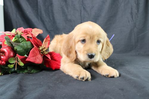 puppy, for, sale, Miniature Golden Retriever, Ivan J. Stoltzfus, dog, breeder, Dornsife, PA, dog-breeder, puppy-for-sale, forsale, nearby, find, puppyfind, locator, puppylocator, aca