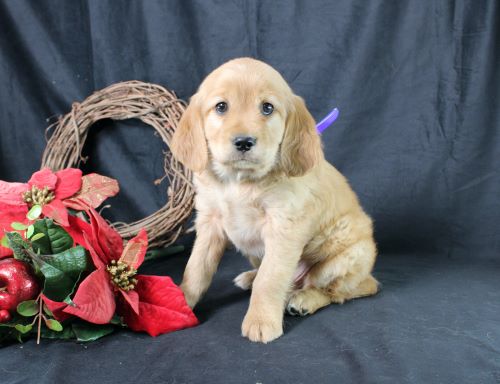 puppy, for, sale, Miniature Golden Retriever, Ivan J. Stoltzfus, dog, breeder, Dornsife, PA, dog-breeder, puppy-for-sale, forsale, nearby, find, puppyfind, locator, puppylocator, aca