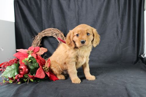 puppy, for, sale, Miniature Golden Retriever, Ivan J. Stoltzfus, dog, breeder, Dornsife, PA, dog-breeder, puppy-for-sale, forsale, nearby, find, puppyfind, locator, puppylocator, aca