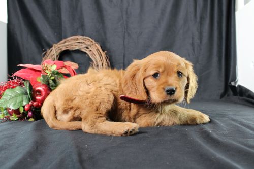 puppy, for, sale, Miniature Golden Retriever, Ivan J. Stoltzfus, dog, breeder, Dornsife, PA, dog-breeder, puppy-for-sale, forsale, nearby, find, puppyfind, locator, puppylocator, aca