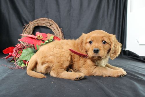 puppy, for, sale, Miniature Golden Retriever, Ivan J. Stoltzfus, dog, breeder, Dornsife, PA, dog-breeder, puppy-for-sale, forsale, nearby, find, puppyfind, locator, puppylocator, aca