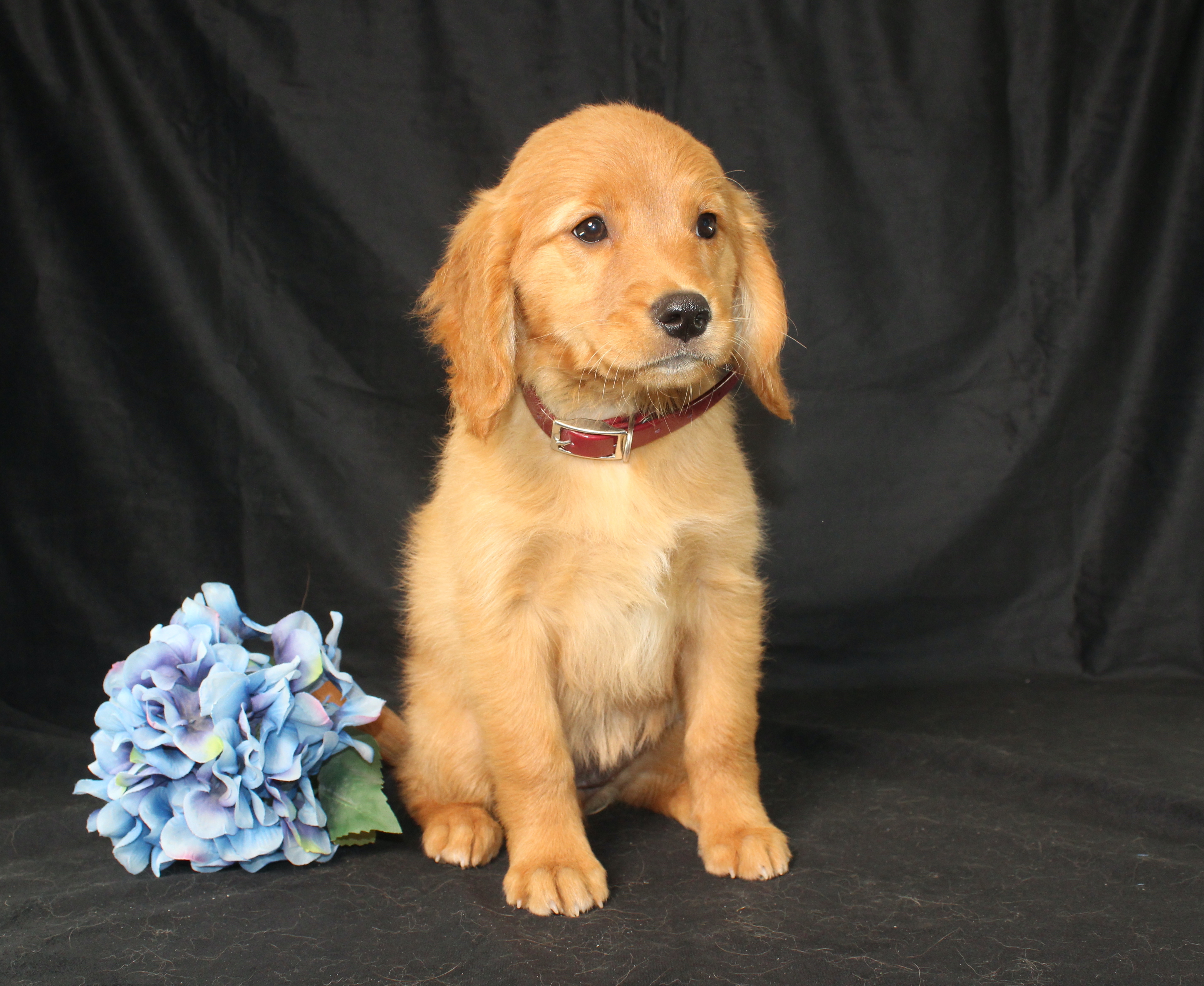 puppy, for, sale, Miniature Golden Retriever, Ivan J. Stoltzfus, dog, breeder, Dornsife, PA, dog-breeder, puppy-for-sale, forsale, nearby, find, puppyfind, locator, puppylocator, aca