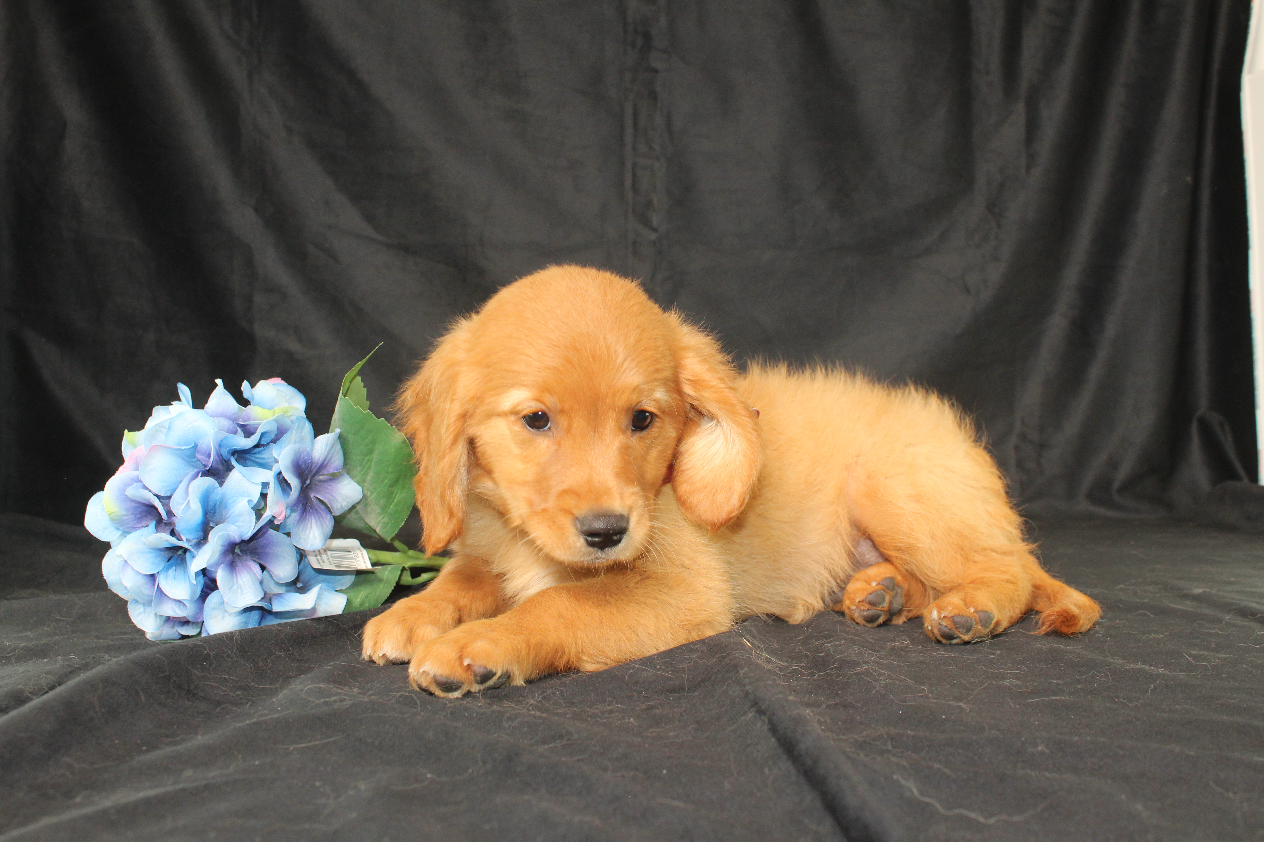 puppy, for, sale, Miniature Golden Retriever, Ivan J. Stoltzfus, dog, breeder, Dornsife, PA, dog-breeder, puppy-for-sale, forsale, nearby, find, puppyfind, locator, puppylocator, aca