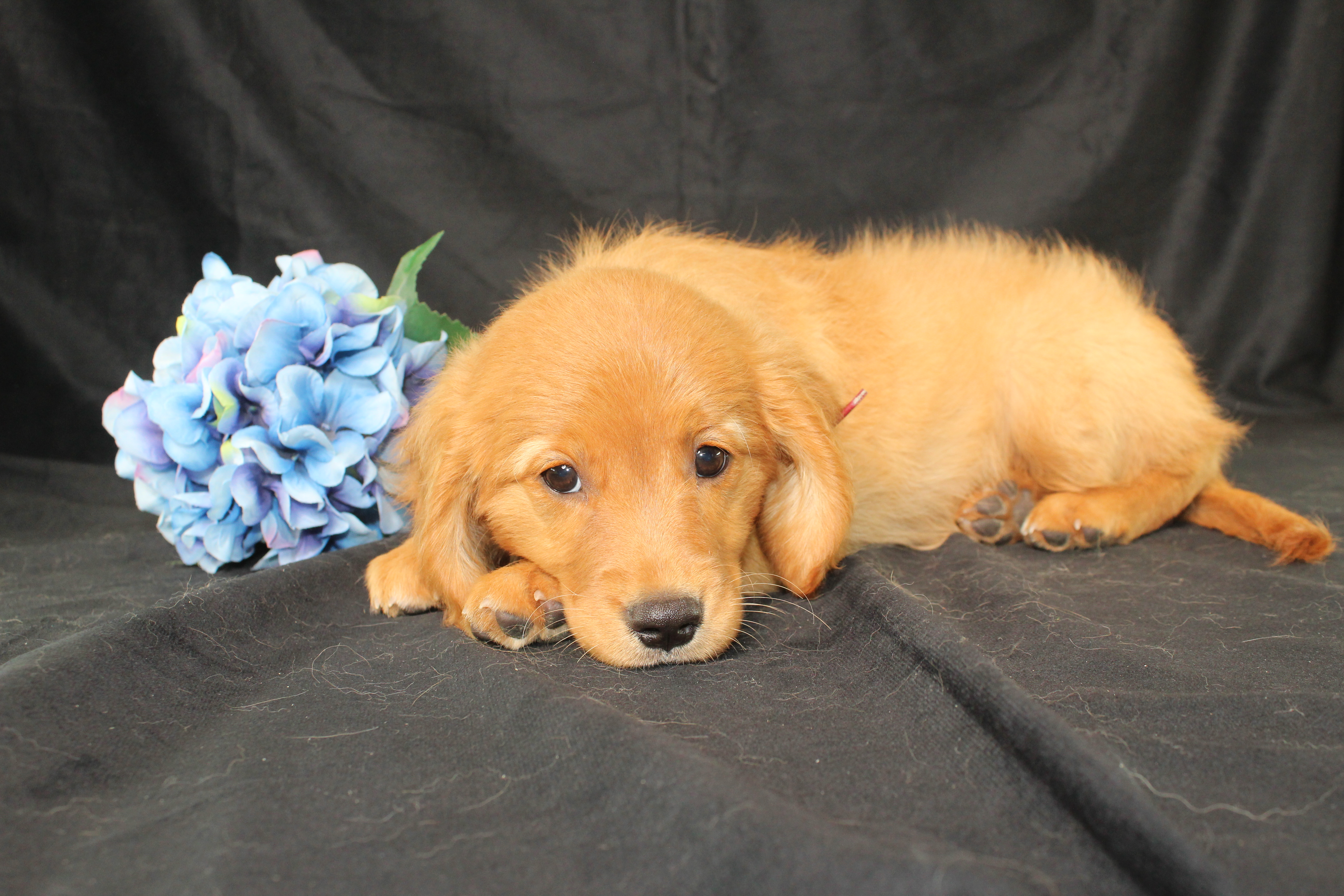 puppy, for, sale, Miniature Golden Retriever, Ivan J. Stoltzfus, dog, breeder, Dornsife, PA, dog-breeder, puppy-for-sale, forsale, nearby, find, puppyfind, locator, puppylocator, aca