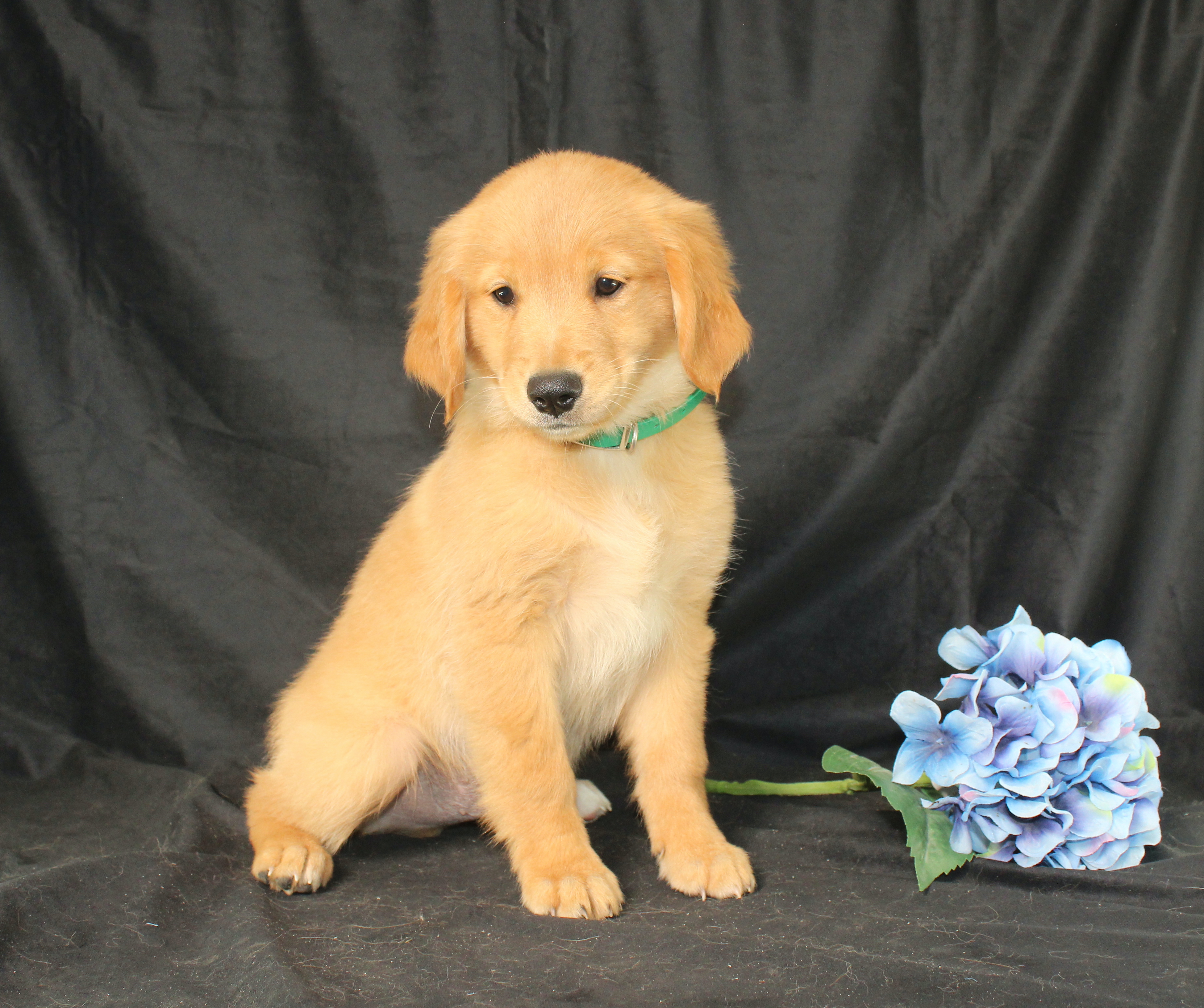 puppy, for, sale, Miniature Golden Retriever, Ivan J. Stoltzfus, dog, breeder, Dornsife, PA, dog-breeder, puppy-for-sale, forsale, nearby, find, puppyfind, locator, puppylocator, aca