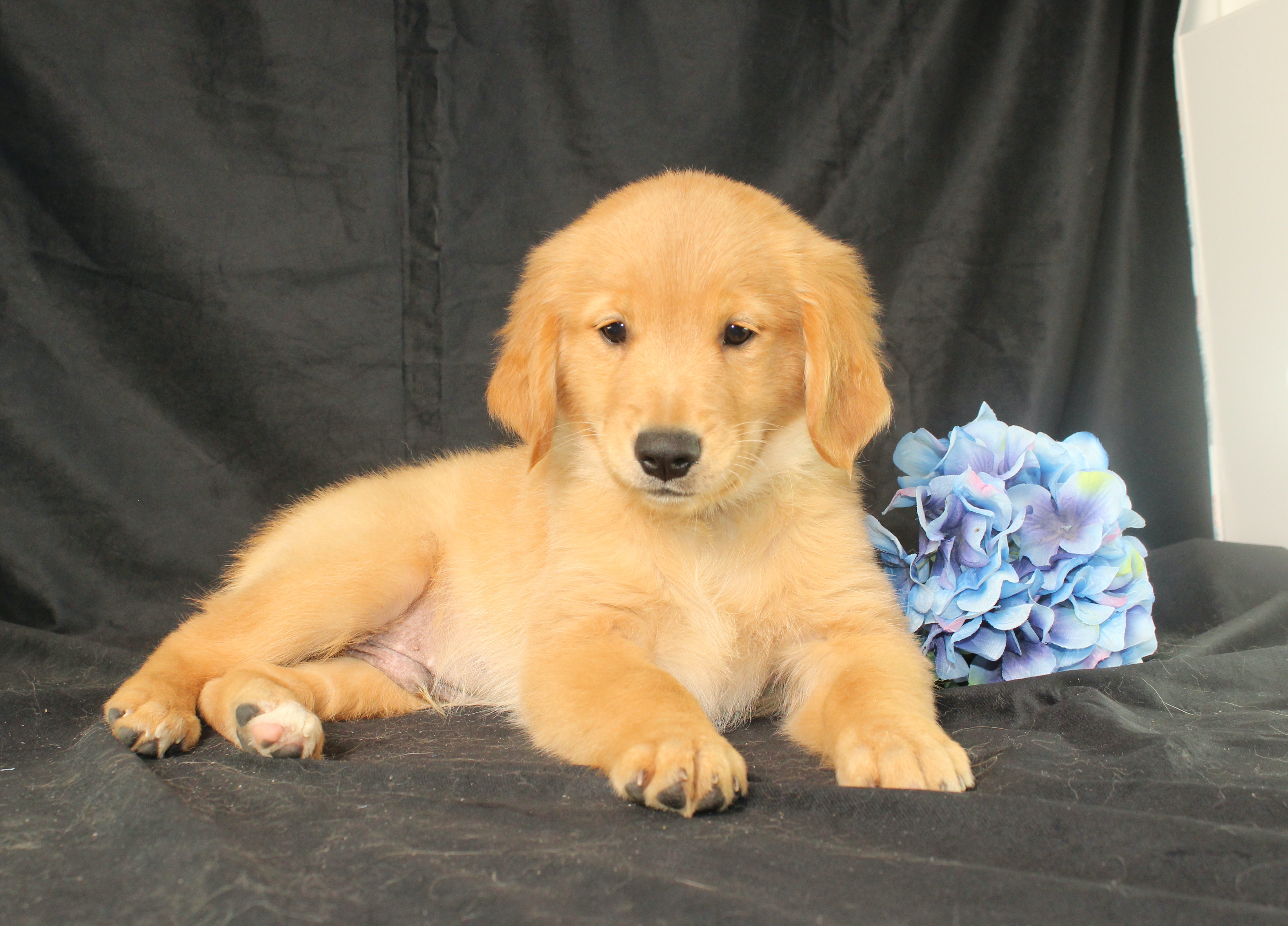 puppy, for, sale, Miniature Golden Retriever, Ivan J. Stoltzfus, dog, breeder, Dornsife, PA, dog-breeder, puppy-for-sale, forsale, nearby, find, puppyfind, locator, puppylocator, aca