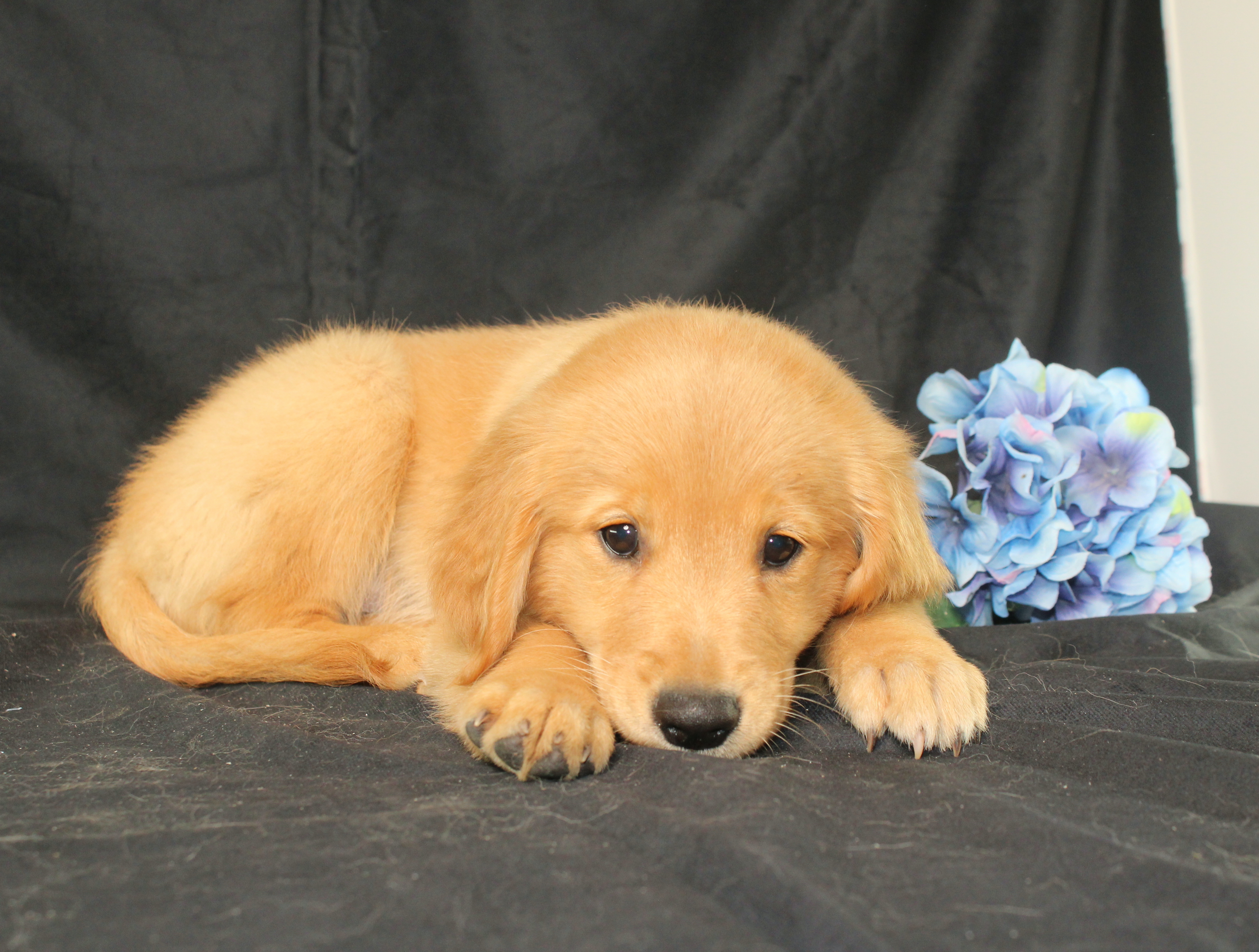 puppy, for, sale, Miniature Golden Retriever, Ivan J. Stoltzfus, dog, breeder, Dornsife, PA, dog-breeder, puppy-for-sale, forsale, nearby, find, puppyfind, locator, puppylocator, aca