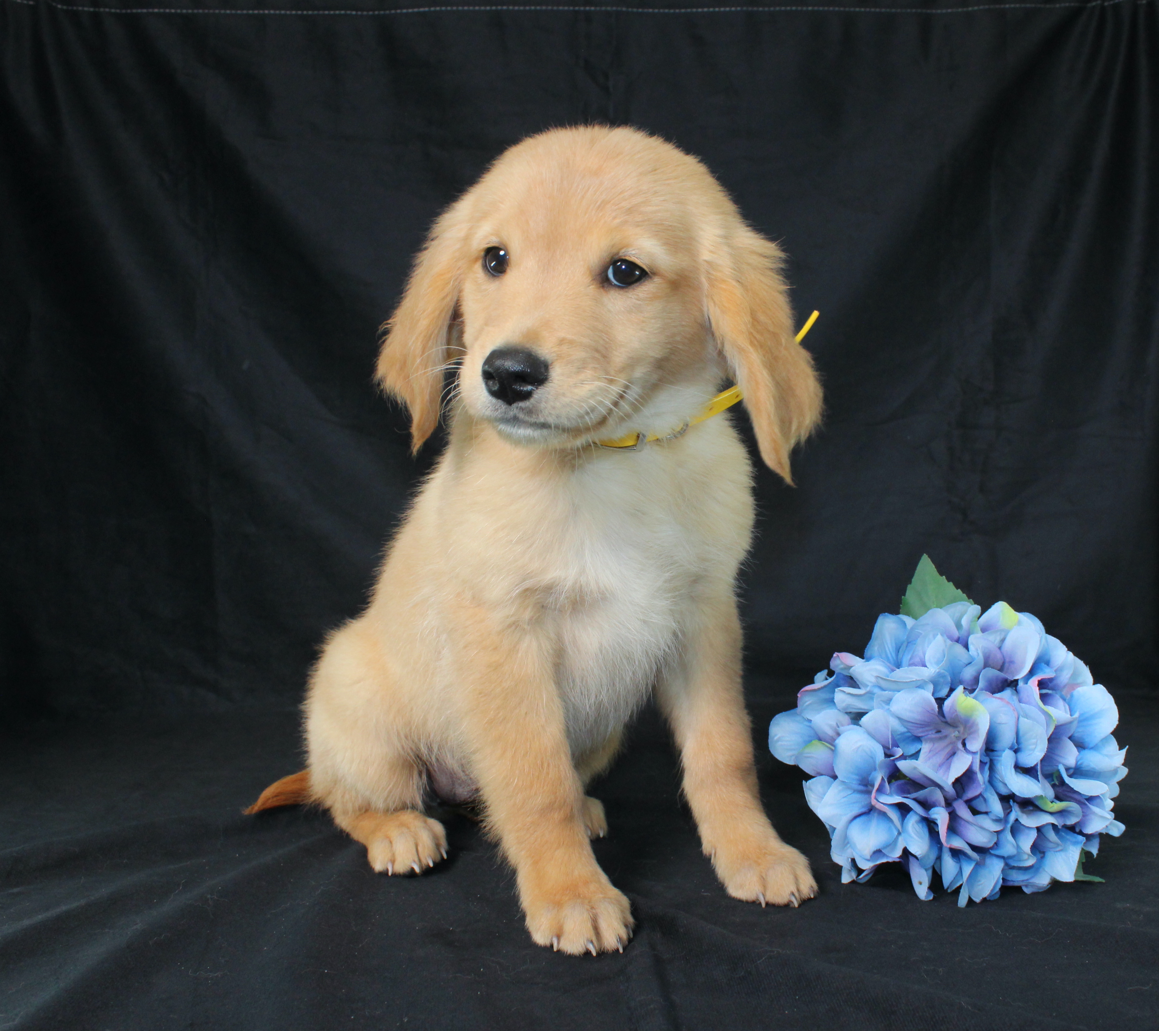 puppy, for, sale, Miniature Golden Retriever, Ivan J. Stoltzfus, dog, breeder, Dornsife, PA, dog-breeder, puppy-for-sale, forsale, nearby, find, puppyfind, locator, puppylocator, aca