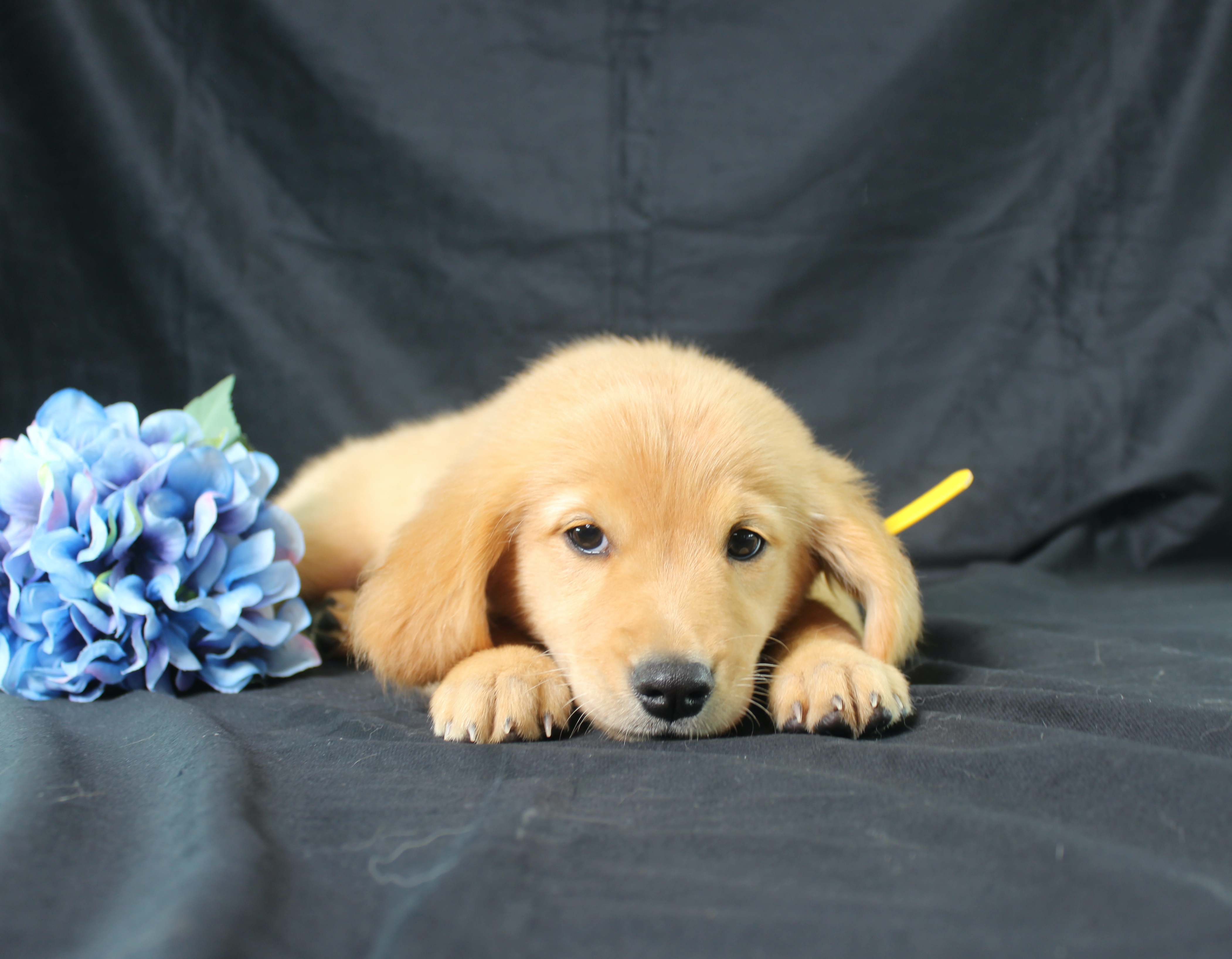 puppy, for, sale, Miniature Golden Retriever, Ivan J. Stoltzfus, dog, breeder, Dornsife, PA, dog-breeder, puppy-for-sale, forsale, nearby, find, puppyfind, locator, puppylocator, aca