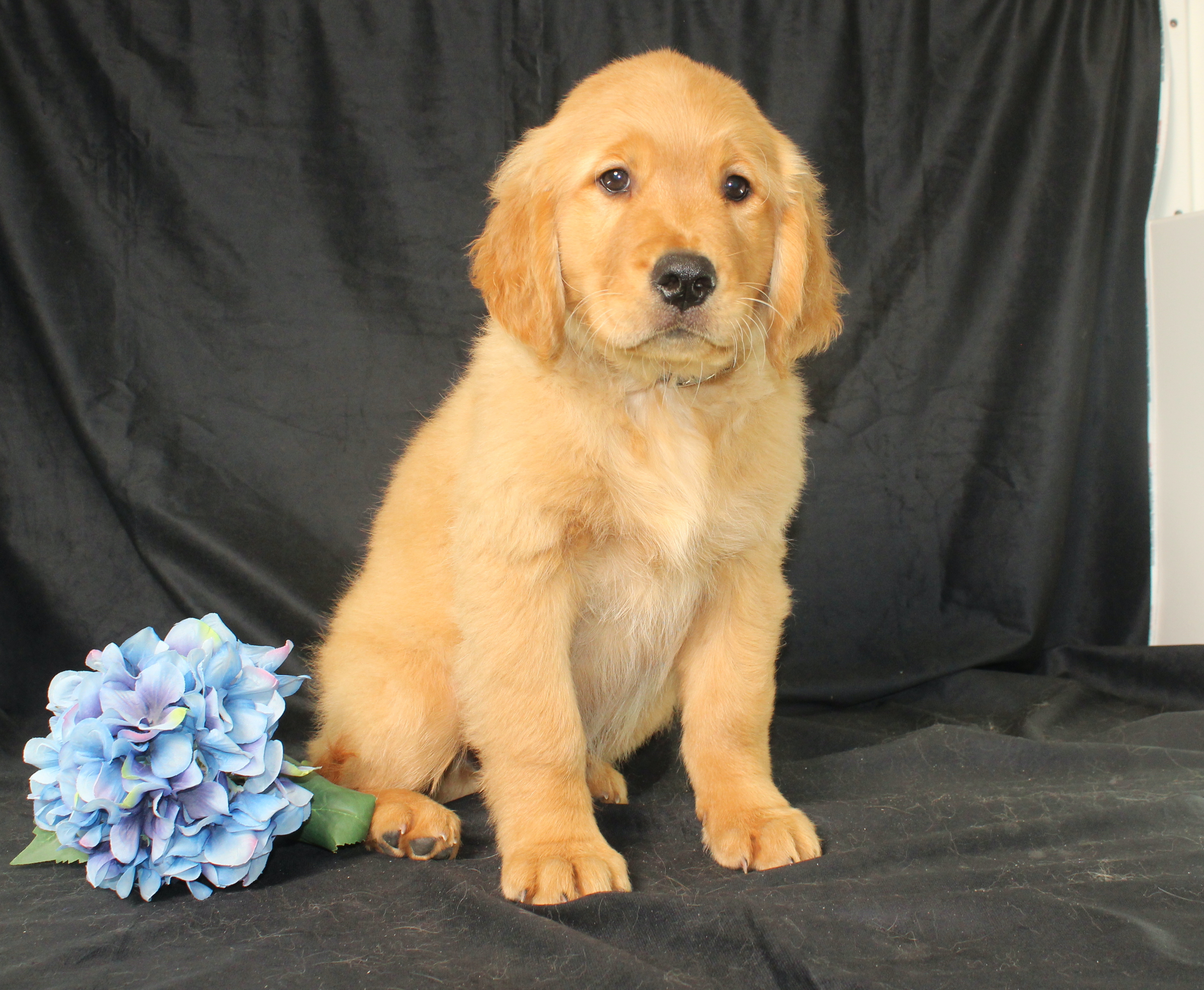 puppy, for, sale, Miniature Golden Retriever, Ivan J. Stoltzfus, dog, breeder, Dornsife, PA, dog-breeder, puppy-for-sale, forsale, nearby, find, puppyfind, locator, puppylocator, aca