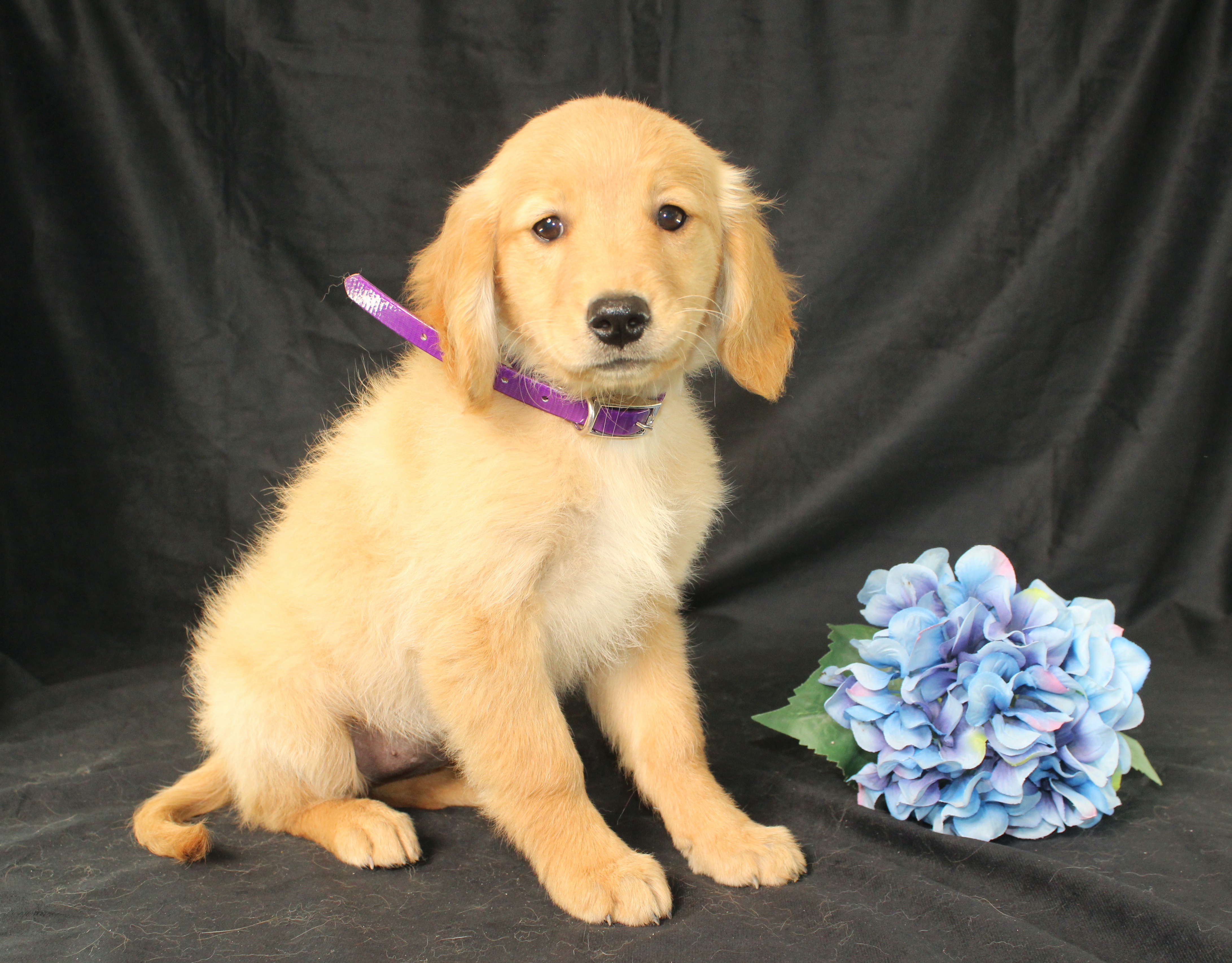 puppy, for, sale, Miniature Golden Retriever, Ivan J. Stoltzfus, dog, breeder, Dornsife, PA, dog-breeder, puppy-for-sale, forsale, nearby, find, puppyfind, locator, puppylocator, aca