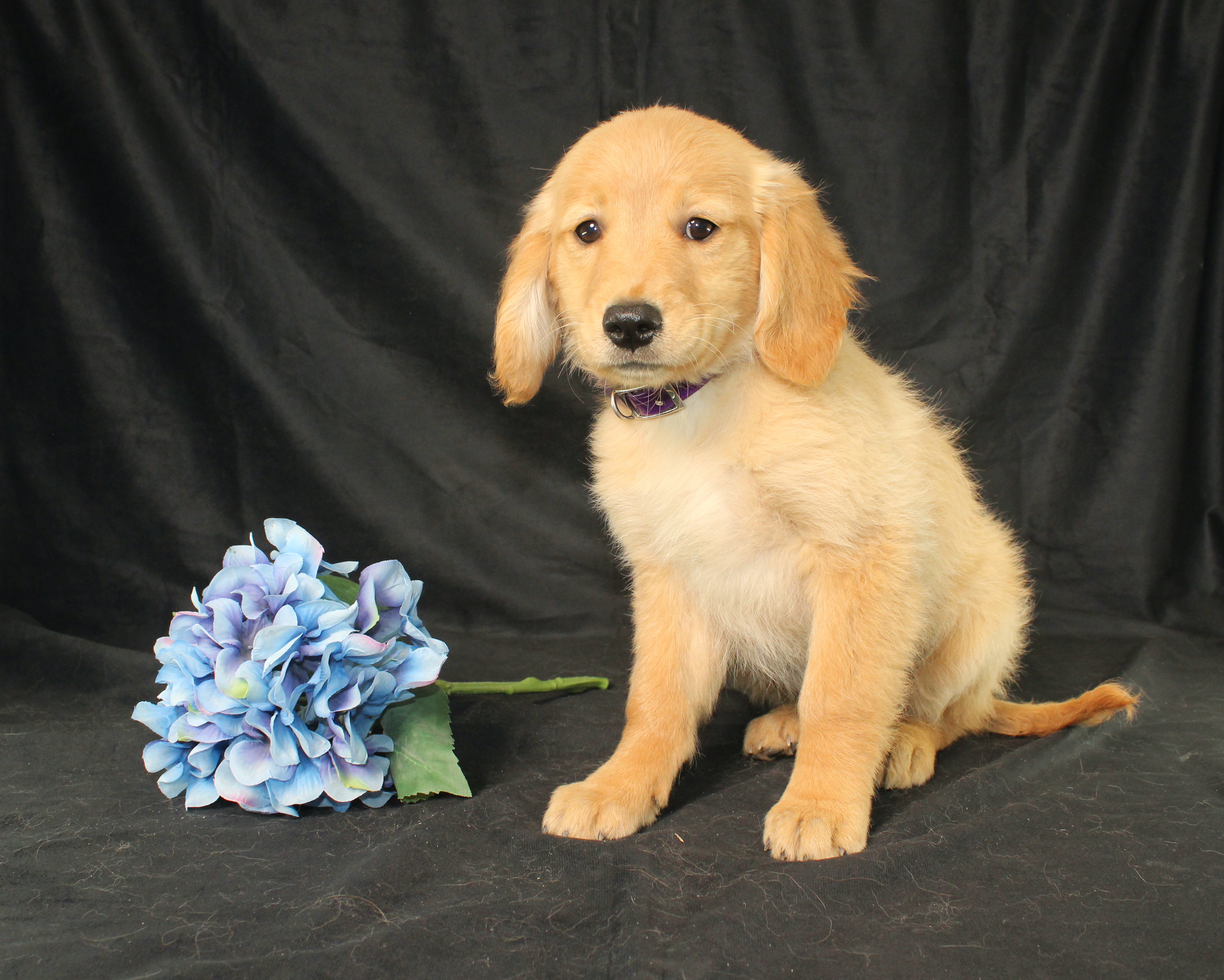 puppy, for, sale, Miniature Golden Retriever, Ivan J. Stoltzfus, dog, breeder, Dornsife, PA, dog-breeder, puppy-for-sale, forsale, nearby, find, puppyfind, locator, puppylocator, aca