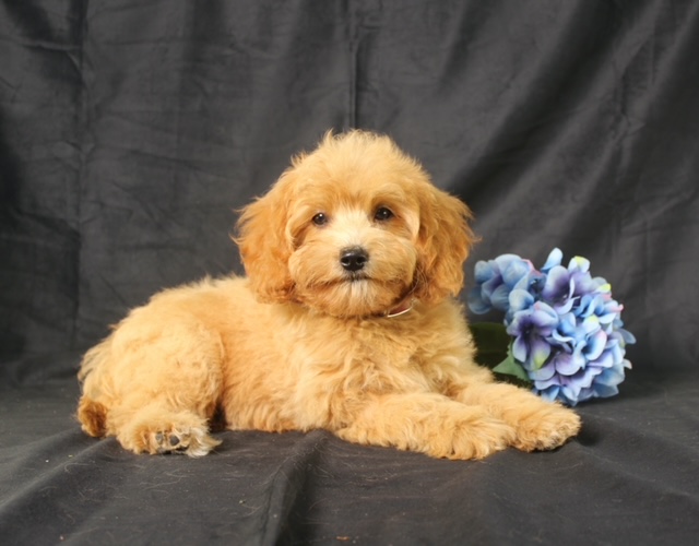 puppy, for, sale, Mini Goldencavadoodles, Ivan J. Stoltzfus, dog, breeder, Dornsife, PA, dog-breeder, puppy-for-sale, forsale, nearby, find, puppyfind, locator, puppylocator, aca