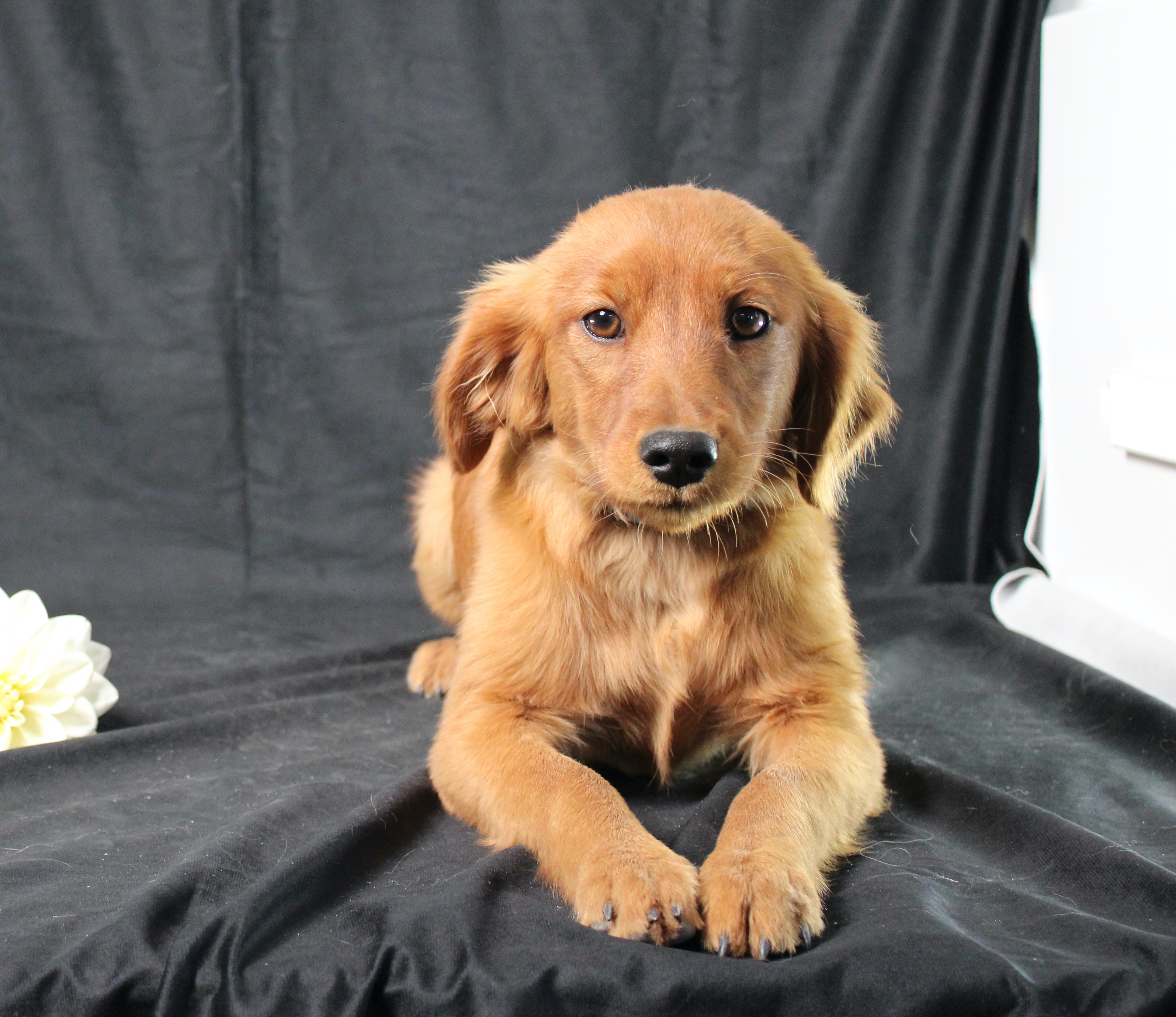 puppy, for, sale, Miniature Golden Retriever, Ivan J. Stoltzfus, dog, breeder, Dornsife, PA, dog-breeder, puppy-for-sale, forsale, nearby, find, puppyfind, locator, puppylocator, aca